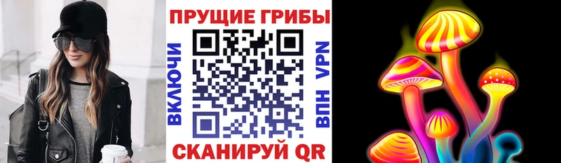 купить наркоту  Апшеронск  Псилоцибиновые грибы Cubensis 